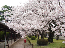「桜」イメージ