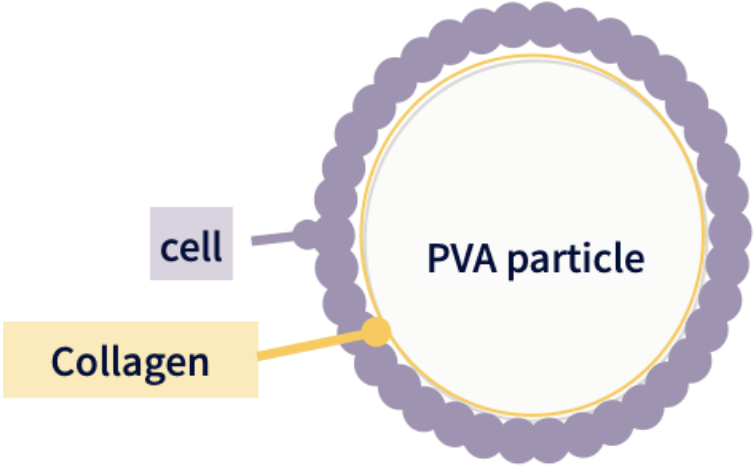 PVA Microcarriers CL