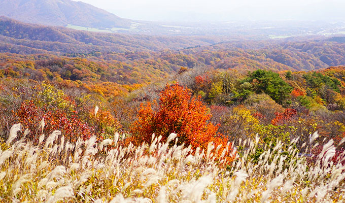 大山の紅葉