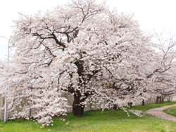 「桜」イメージ