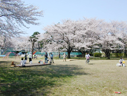 「桜」イメージ