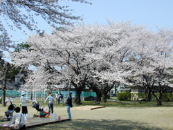 「桜」イメージ