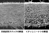 天然皮革ヌバックの断面 <ティレニーナ>の断面