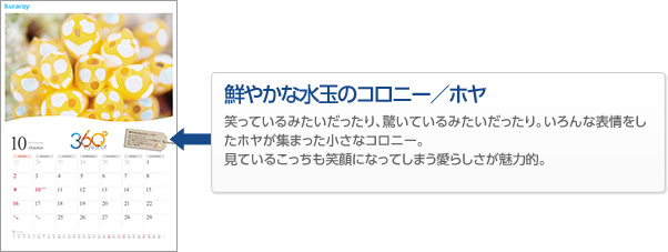 鮮やかな水玉のコロニー/ホヤ 笑っているみたいだったり、驚いているみたいだったり。いろんな表情をしたホヤが集まった小さなコロニー。見ているこっちも笑顔になってしまう愛らしさが魅力的。