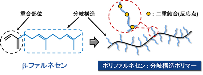 ポリファルネセン：分岐構造ポリマー