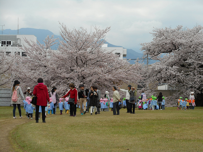 >観桜会の開催について