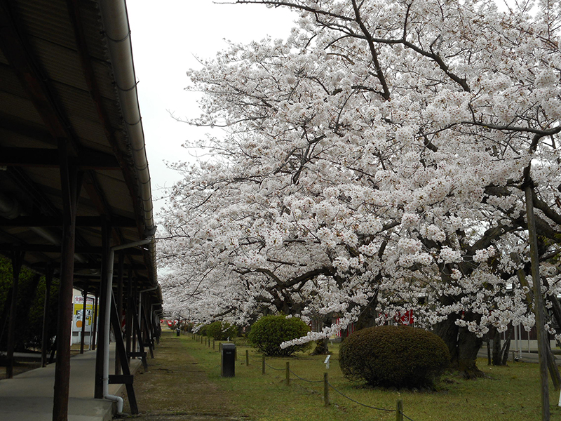 >観桜会の開催について